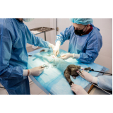 clínica que faz cirurgia ortopédica veterinária Condomínio Alphavile