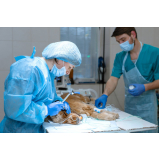 clínica que faz cirurgia reconstrutiva veterinária Zona Industrial