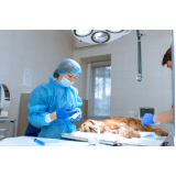 clínica que faz cirurgia veterinária castração PARQUE TECNOLOGICO DE BRASILIA GRANJA DO TORT