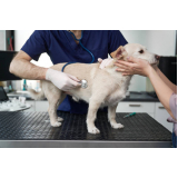 clínica veterinária animais domésticos contato SIA