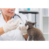 clínica veterinária animais domésticos Guará