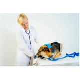 clínica veterinária cães e gatos SCN SETOR COMERCIAL NORTE