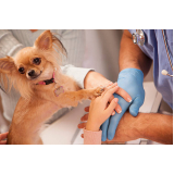 clínica veterinária cão e gato endereço Vila Telebrasília