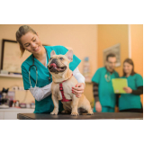 clínica veterinária cão e gato telefone Park Sul