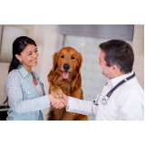 clínica veterinária cão e gato Guara