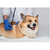 clínica veterinária integrativa cachorros e gatos Setor noroeste