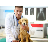 clínica veterinária integrativa cachorros telefone Sol Nascente