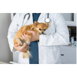 clínica veterinária integrativa cachorros Condomínio Quintas da Alvorada