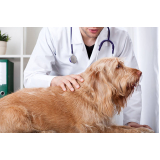 clínica veterinária integrativa cães telefone Águas Claras