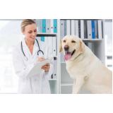 clínica veterinária integrativa cães Octogonal