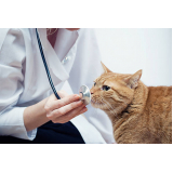 Clínica Veterinária Integrativa para Gatos