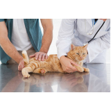 clínica veterinária integrativa para animais Setor Administrativo