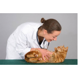 clínica veterinária integrativa para gatos Condomínio Santa Mônica