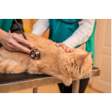 clínica veterinária integrativa para pet Sh Arniqueiras
