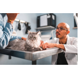 clínica veterinária para gatos endereço Jockey Club