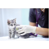 clínica veterinária pequenos animais endereço SAAN
