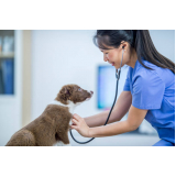 consulta de ortopedia para pet PARQUE TECNOLOGICO DE BRASILIA GRANJA DO TORT