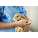 consulta veterinária para animais marcar Centro