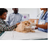 consulta veterinária para animais SIG Setor de Indústrias Gráficas