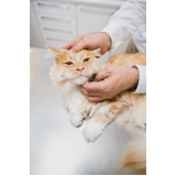 Consulta de Dermatologista para Pet