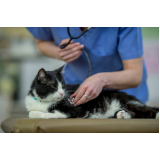 Consulta de Ozonioterapia para Pet