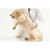 contato de clínica veterinária animais domésticos Condomínio Alphavile