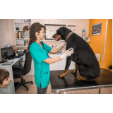 contato de clínica veterinária animal EPUB Estrada Parque Universidade de Brasília