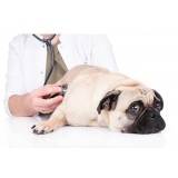 contato de clínica veterinária cães e gatos SIA