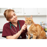 contato de veterinário especialista em gatos Zona Industrial