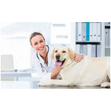 contato de veterinário especializado em cachorros Aeroporto BSB