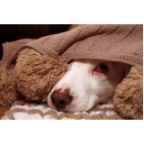 cuidado paliativo para cachorros Condomínio Santa Mônica