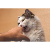 dentista de gato Condomínio Alphavile