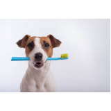 dentista para cães marcar Praça dos Três Poderes