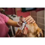 dentista para cães SCN SETOR COMERCIAL NORTE