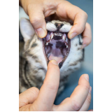 dentista para gato Lago