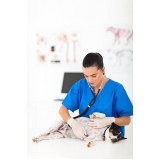 dermatologia em cães e gatos contato Asa Sul
