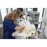 dermatologista de cachorro Condomínio Lago Sul