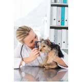dermatologista para cachorros contato Cruzeiro Velho
