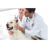 dermatologista para cães contato Setor noroeste