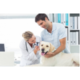dermatologista para cães ERL Sul