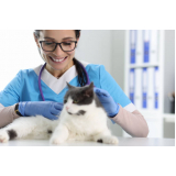 dermatologista para gato contato Setor Administrativo
