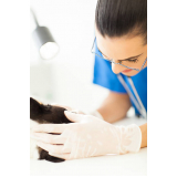 dermatologista para gato Lago