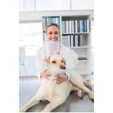Dermatologista para Cachorro Brasília