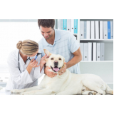 Dermatologista para Cães