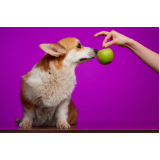 empresa especializada em alimentação saudável para cães Águas claras