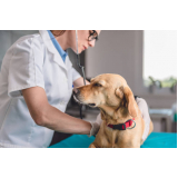 endereço de clínica veterinária cão e gato SIA