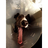 endereço de clínica veterinária integrativa cachorros e gatos AVENIDA W3