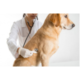 endereço de clínica veterinária integrativa cães Sh Vicente Pires