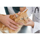 endereço de clínica veterinária integrativa para gatos Sudeste