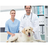 endocrinologia para cachorro agendar Itapuã